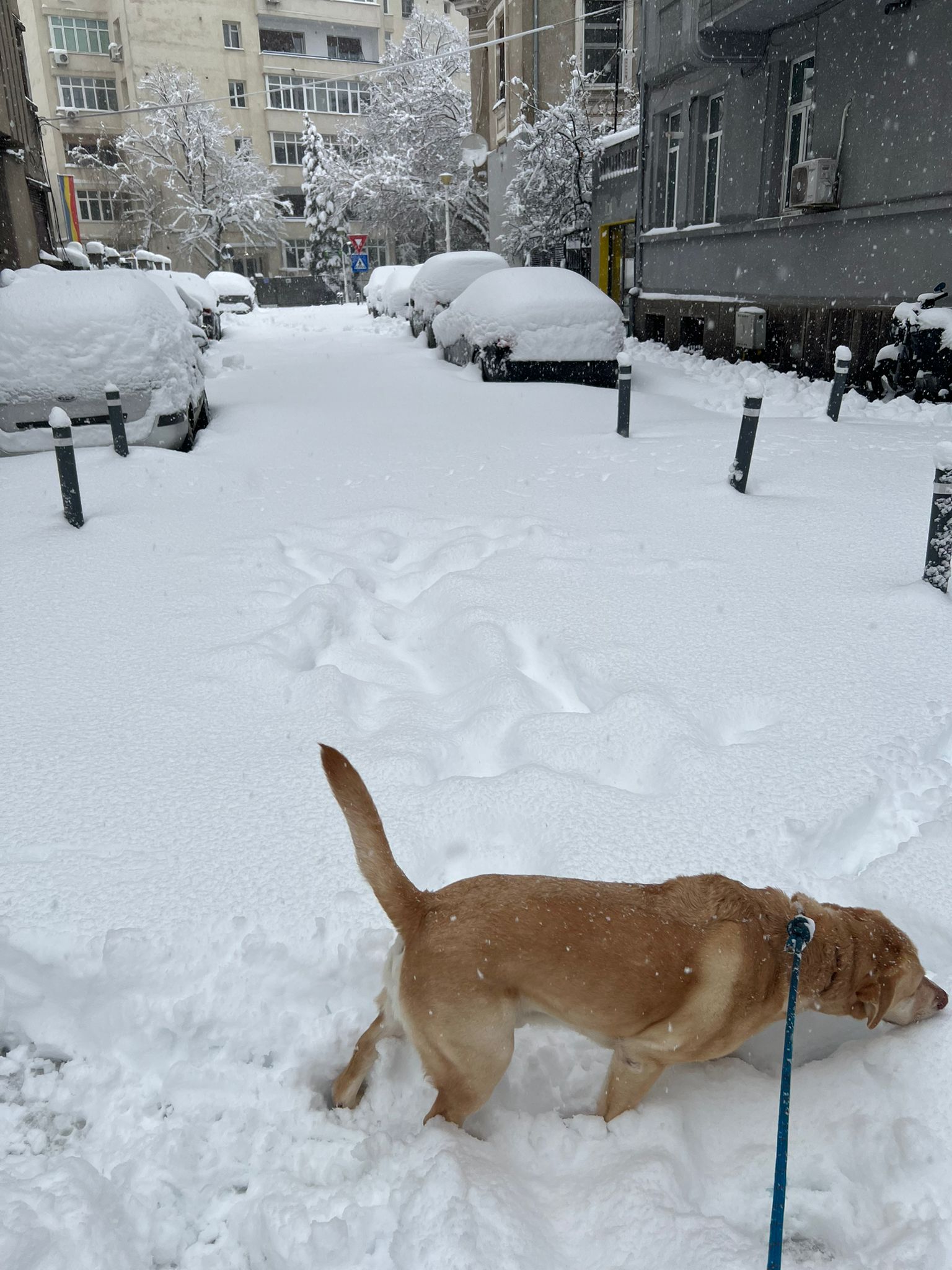 Marlo the dog exploring outside on a walk
